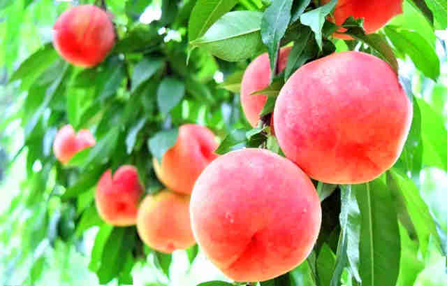 春天最康健的礼物，，，，，，葫芦岛葫芦古镇春雪红桃成熟啦！